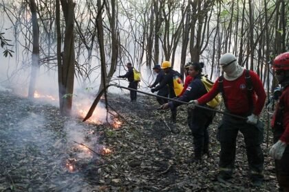 Amazonas avança no combate às queimadas e ao desmatamento