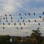 Fotografia brasileira conquista destaque em Cannes
