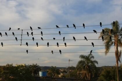Fotografia brasileira conquista destaque em Cannes