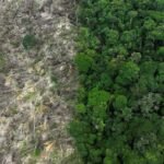 Amazônia reduz alertas de desmatamento durante estação seca