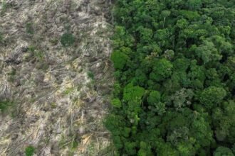 Amazônia reduz alertas de desmatamento durante estação seca