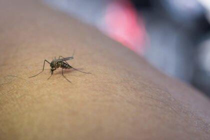 Prevenção deve considerar características de cada região