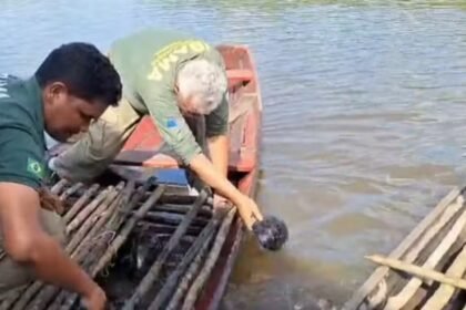 120 kg de pirarucu são apreendidos no Rio Cuniuá