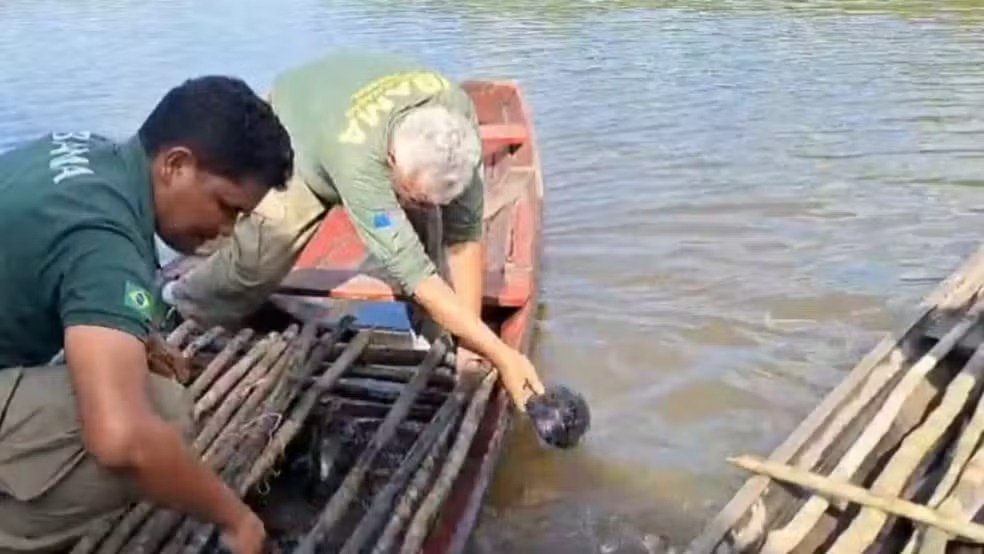 120 kg de pirarucu são apreendidos no Rio Cuniuá