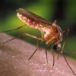 6 cuidados para evitar a febre do Nilo