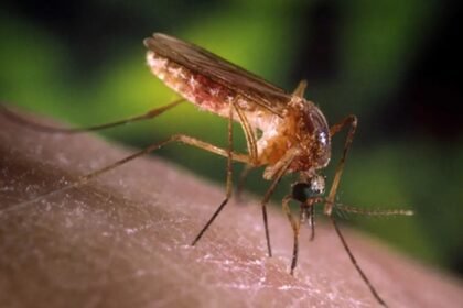 6 cuidados para evitar a febre do Nilo