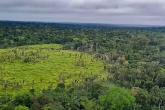 Proteção das terras indígenas ajuda a preservar a Amazônia