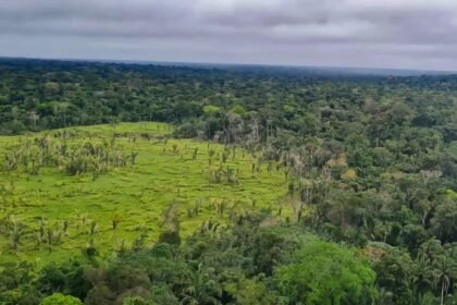Proteção das terras indígenas ajuda a preservar a Amazônia