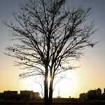 Metano e energia renovável entram na rota climática