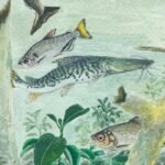 Alterações ambientais ameaçam peixes exclusivos da Amazônia Alterações ambientais ameaçam peixes exclusivos da Amazônia
