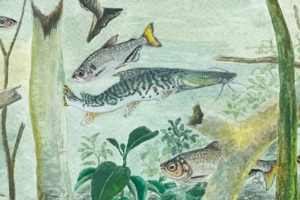 Alterações ambientais ameaçam peixes exclusivos da Amazônia Alterações ambientais ameaçam peixes exclusivos da Amazônia