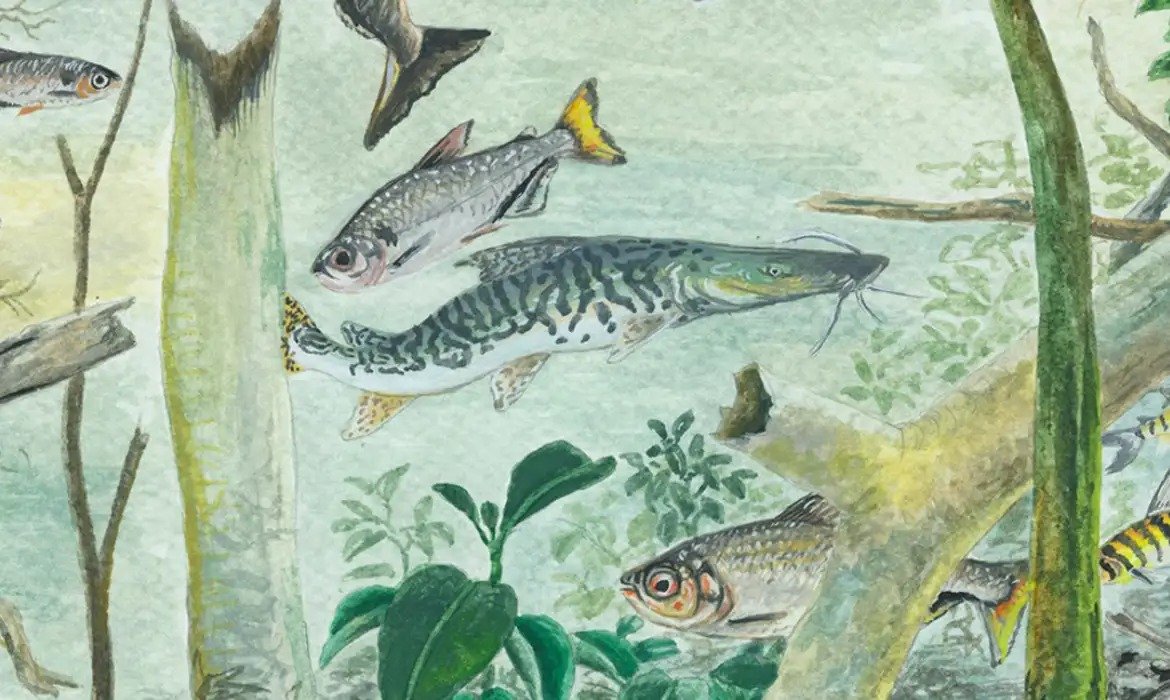 Alterações ambientais ameaçam peixes exclusivos da Amazônia Alterações ambientais ameaçam peixes exclusivos da Amazônia